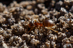Insects - Ants