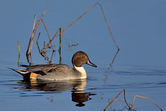 Pintails ( more coming soon )