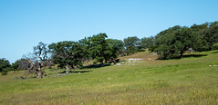 Santa Ysabel County Reserve