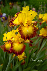Joann's Iris Garden
