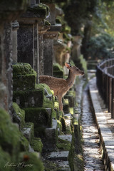 Nara (Japan)