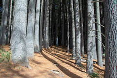 Sugar Pine Walk