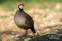 Game Birds (Red-Legged Partridge, Grey Partridge, Ring-Necked Pheasant)