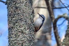 Passeriformes - Nuthatches, Wallcreeper, Treecreepers, Wrens, Gnatcatchers