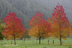Autumn Trees and Forests