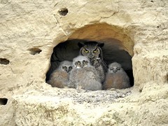 Great-horned Owl Cave Nest