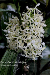 Corymborkis veratrifolia (Orchidaceae)