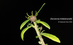Dorstenia hildebrandtii (Moraceae)