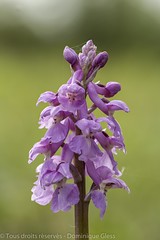 Orchis mâle - Early-purple orchid