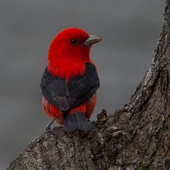 Cardinals, Tanagers