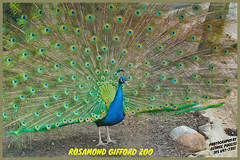 Rosamond Gifford Zoo