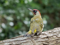 Green woodpecker (Male)