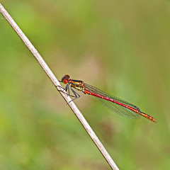 One photograph of every dragonfly/damselfly species in mainland Britain