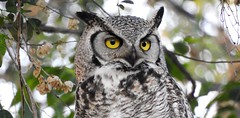 Great-horned Owl at Minnihaha