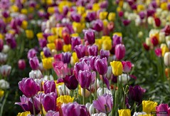 Abbotsford Bloom Tulip Festival 2019