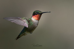 Ruby-throated Hummingbirds of the Jersey Shore | 2019