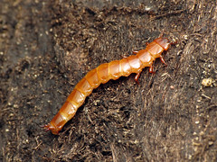 Red Bark Beetle Larva