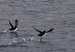 (Too many) puffins