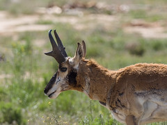 Mammals Pronghorn Antelope
