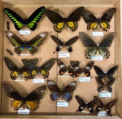 Angus Fleming's butterfly collection, NT Museum