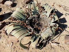Welwitschia mirabilis - Namibie