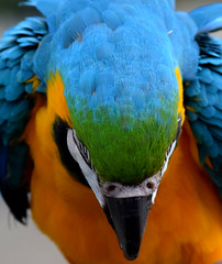 Beautiful Macaw Parrot