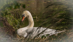 Swans, Dunham Park