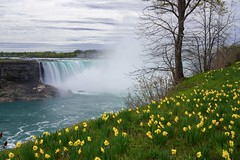 Spring Flowers and Niagara Falls