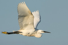 Herons and Egrets 1