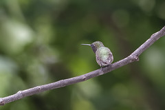 2019 Hummingbirds