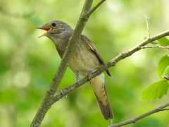 Thrush Nightingale (Luscinia luscinia) Ööbik