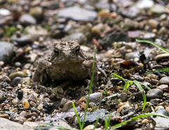 AMPHIBIANS - Frogs & Toads
