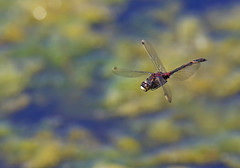 White Faced Darters