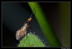 Lepidoptera/Micropterigidae