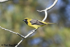 Orchard Oriole CNWR