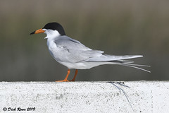 Forster's Tern CNWR 19