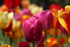 Tulipani - Tulips