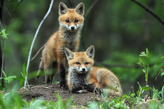 Foxes of Pepin County
