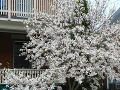 Neighbourhood Spring Flowers May'19