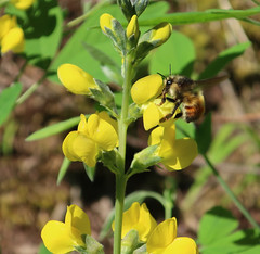 Native Bees of Idaho