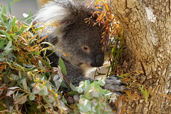 Southern Koala Bear, May 2019