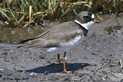 Semipalmated Plover CNWR 19