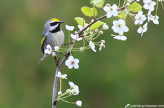 warbler and blooms