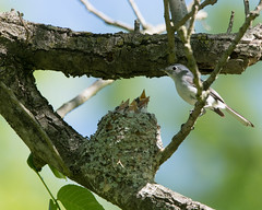 2019Cromwell Valley Gnat Catcher Nest
