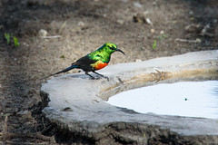 Passeriformes - Flowerpeckers, Sunbirds and relatives, Leafbirds