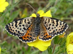 Armenia - butterflies