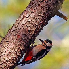 Pico picapinos (Dendrocopos major) Great spotted woodpecker