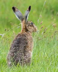 Brown hare 