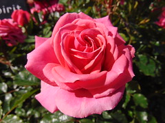 Roses at Regent's Park London 1st Jun 2019 A