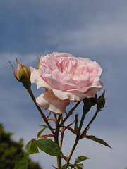 Afternoon rose(s) at Regent's Park, London 1